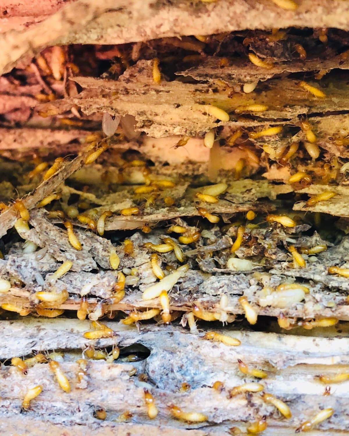 Close up of a termite infestation destroying wood.
