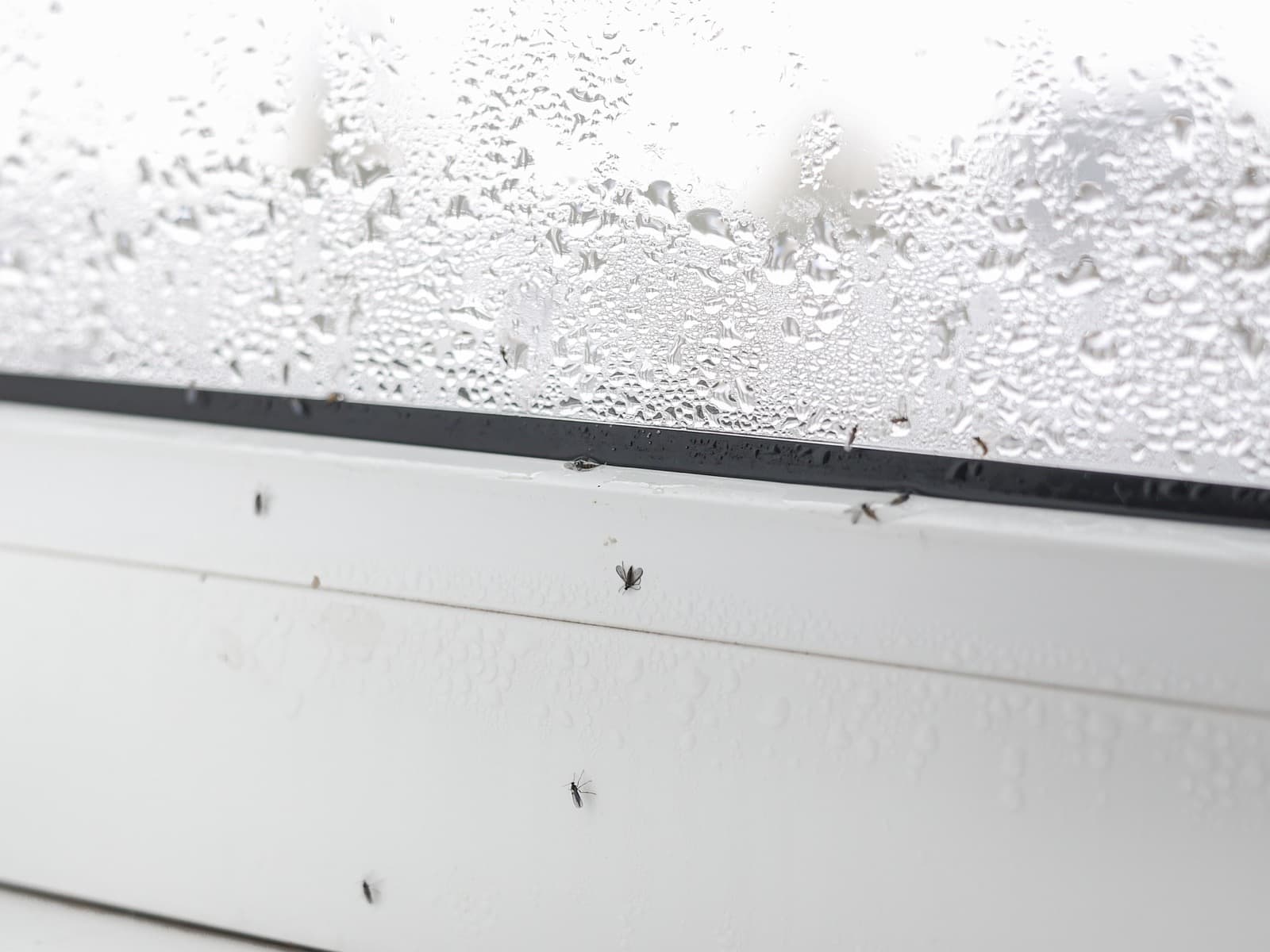 Close up of many dead midges and water droplets.